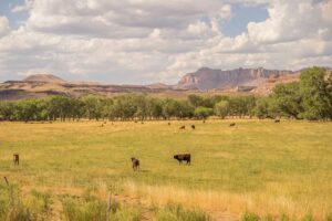 Utah farmland