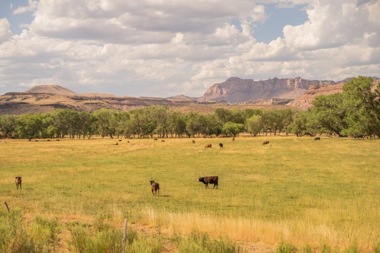 Utah farmland